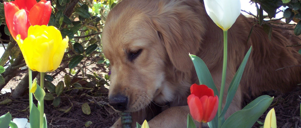 Sunshine kennels clearance golden retrievers